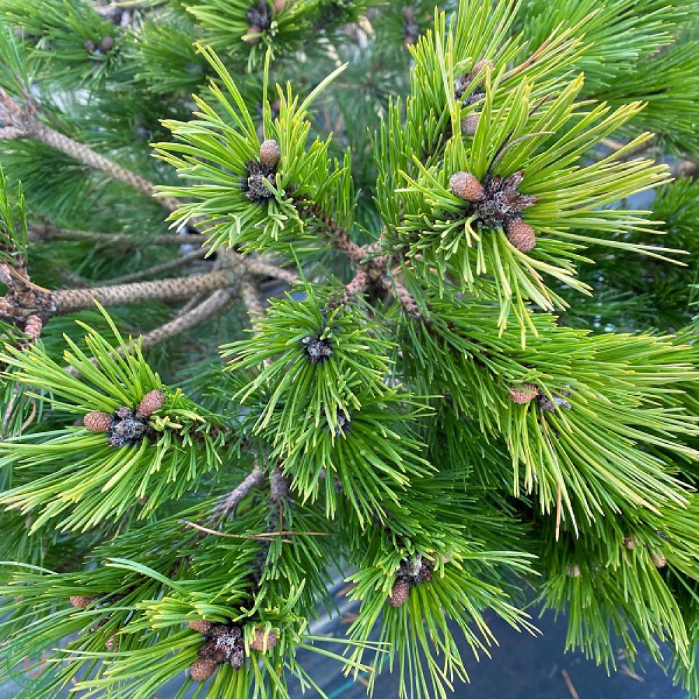 Borovica ierna pierrick bregeon 80 100 cm zahradnici sk