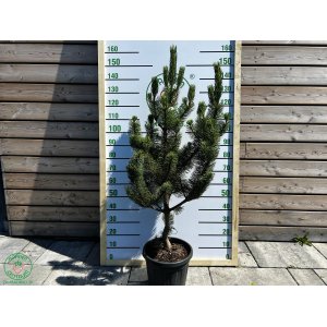 Borovica čierna (Pinus nigra) ´ROBUSTA´ - výška 120-140 cm, kont. C18L