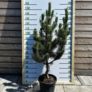 Borovica čierna (Pinus nigra) ´ROBUSTA´ - výška 120-140 cm, kont. C18L