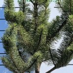 Borovica čierna (Pinus nigra) ´ROBUSTA´ - výška 120-140 cm, kont. C18L