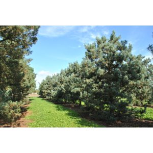 Borovica lesná (Pinus Sylvestris) ´GLAUCA´ - výška 180-220 cm, kont. C150/175L (-30°C)