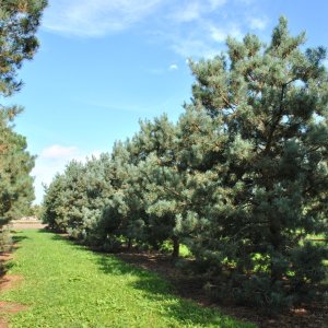 Borovica lesná (Pinus Sylvestris) ´GLAUCA´ - výška 180-220 cm, kont. C150/175L (-30°C)