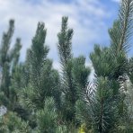 Borovica lesná (Pinus Sylvestris) ´GLAUCA´ - výška 180-220 cm, kont. C150/175L (-30°C)