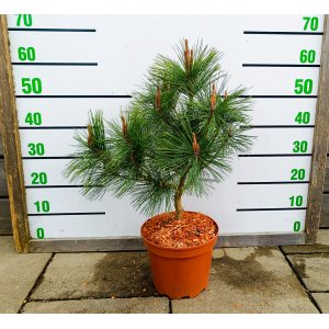 Borovica hustokvetá (Pinus densiflora) ´UMBRACULIFERA´ - výška 40-60 cm, kont. C5L