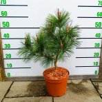 Borovica hustokvetá (Pinus densiflora) ´UMBRACULIFERA´ - výška 40-60 cm, kont. C5L