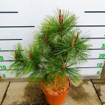Borovica hustokvetá (Pinus densiflora) ´UMBRACULIFERA´ - výška 40-60 cm, kont. C5L