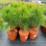 Borovica hustokvetá (Pinus densiflora) ´UMBRACULIFERA´ - výška 40-60 cm, kont. C5L