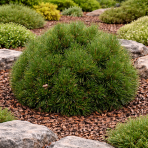 Borovica horská (Pinus mugo) ´VARELLA´ – výška 20-30 cm, ⌀ 20-25 cm, kont. C5L