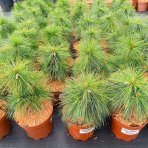 Borovica schwerinova (pinus schwerinii) ´WIETHORST´ - výška 30-40 cm, kont. C5L
