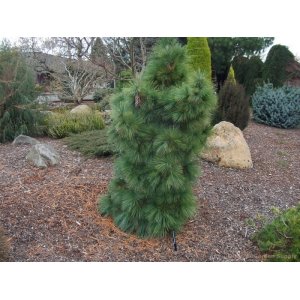 Borovica schwerinova (pinus schwerinii) ´WIETHORST´ - výška 40-50 cm, kont. C7.5L