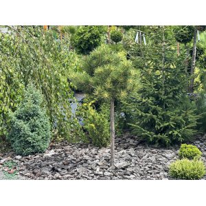 Borovica horská (Pinus mugo) ´WINTERGOLD´ – výška 100-150 cm, kont. C7,5L