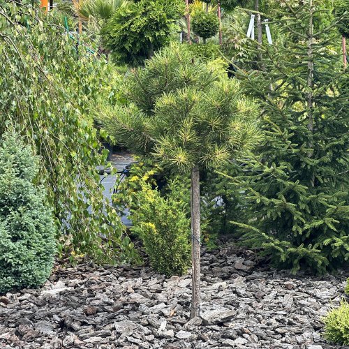 Borovica horská (Pinus mugo) ´WINTERGOLD´ – výška 100-150 cm, kont. C7,5L