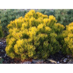 Borovica horská (Pinus mugo) ´WINTERGOLD´ – výška 20-30 cm, ⌀ 30-40 cm, kont. C18L
