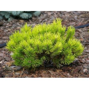 Borovica horská (Pinus mugo) ´WINTERGOLD´ – výška 20-30 cm, kont. C5L