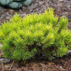 Borovica horská (Pinus mugo) ´WINTERGOLD´ – výška: 20-30 cm, kont. C3L