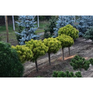 Borovica horská (Pinus mugo) ´WINTERGOLD´ – výška: 50-70 cm, kont. C5L - NA KMIENKU