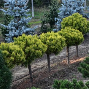 Borovica horská (Pinus mugo) ´WINTERGOLD´ – výška: 50-70 cm, kont. C5L - NA KMIENKU