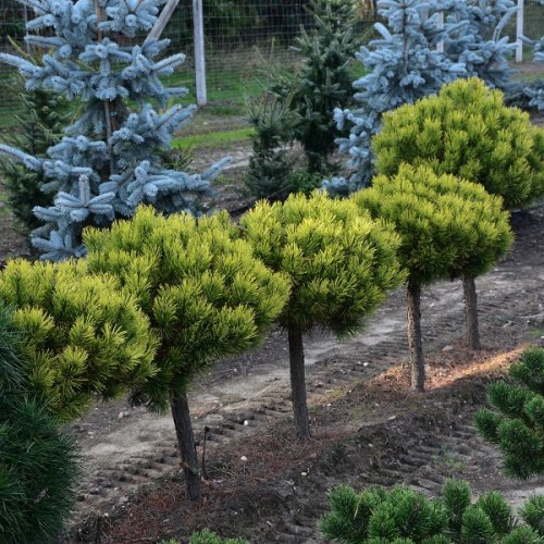 Borovica horská (Pinus mugo) ´WINTERGOLD´ – výška: 50-70 cm, kont. C5L - NA KMIENKU