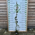 Brečtan popínavý (Hedera helix) - výška 60-80 cm, kont. C2L