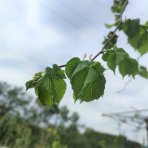 Brest Horský ´PENDULA´ (Ulmus Glabra Pendula) - výška: 200-250 cm, obvod kmeňa: 10/12 cm, kont. C30L