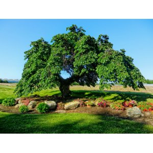Brest Horský (Ulmus Glabra) ´PENDULA´ - výška 250-270 cm, obvod kmeňa: 20/25 cm, kont. C180L