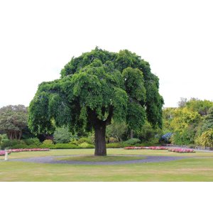 Brest Horský ´PENDULA´ (Ulmus Glabra Pendula) - výška 300 cm, kont. C180L