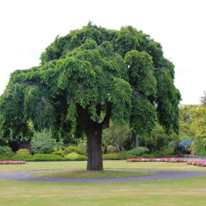 Brest Horský ´PENDULA´ (Ulmus Glabra Pendula) - výška: 200-250 cm, obvod kmeňa: 10/12 cm, kont. C30L