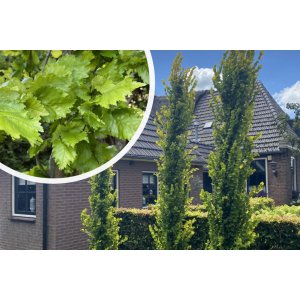 Brest holandský (Ulmus hollandica) ´WREDEI´  - výška 130-160 cm, kont. C3L/C5L
