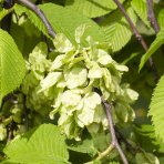 Brest hrabolistý (Ulmus laevis) - výška 180-220 cm, kont. C18L