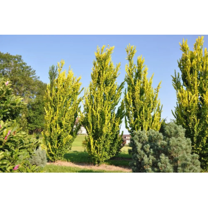 Brest holandský (Ulmus hollandica) ´WREDEI´ - výška 150-200 cm, kont. C5L 