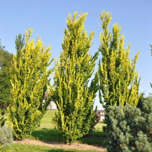 Brest holandský (Ulmus hollandica) ´WREDEI´ - výška 150-200 cm, kont. C5L 