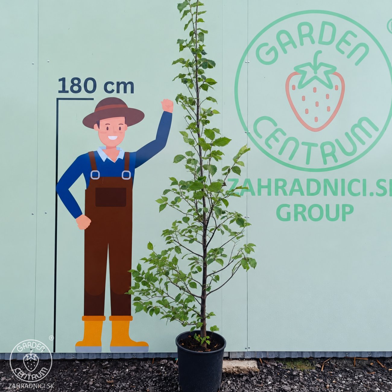 Obrázok Brest hrabolistý (Ulmus laevis) - výška 180-220 cm, kont. C18L