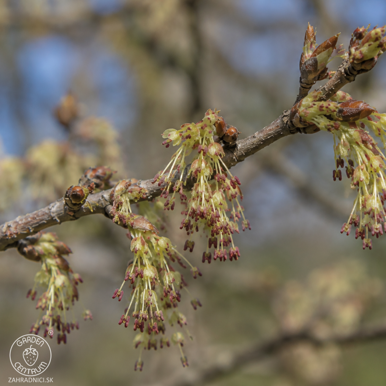 Obrázok Brest hrabolistý (Ulmus laevis) - výška 180-220 cm, kont. C18L