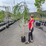 Breza previsnutá (Betula Alba pendula) ´YOUNGII´ - výška 250-300 cm, obvod kmeňa 8/10 cm, kont. C18L - NA KMIENKU