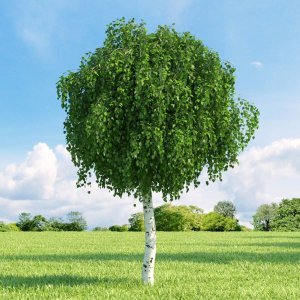 Breza previsnutá (Betula Alba pendula) ´MAGICAL GLOBE ´ - výška 120-150 cm, obvod kmeňa: 6/8 cm, kont. C35L - NA KMIENKU