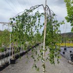 Breza previsnutá (Betula Alba pendula) ´YOUNGII´ - výška 250-300 cm, obvod kmeňa 8/10 cm, kont. C18L - NA KMIENKU