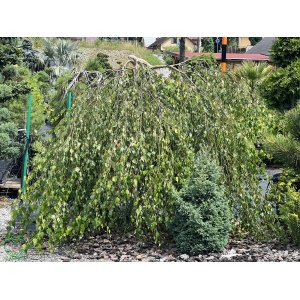 Breza previsnutá (Betula Alba pendula) ´YOUNGII´ - výška 150-200 cm, obvod kmeňa: 8/10 cm, kont. C30L - NA KMIENKU
