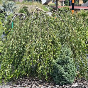 Breza previsnutá ( Betula pendula ) ´YOUNGII´ výška: 120-150 cm, obvod kmeňa: 8/10 cm, kont.C30L - NA KMIENKU