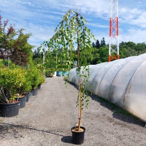 Breza previsnutá ( Betula pendula ) ´YOUNGII´- na kmienku - výška: 120-150 cm, obvod kmeňa: 8/10 cm, kont.C30L