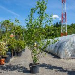 Breza himalájska (Betula utilis) ´JACQUEMONTII´, výška 200-250 cm, kont. C20L (-24°C) 