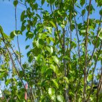 Breza himalájska (Betula utilis) ´JACQUEMONTII´, výška 200-250 cm, kont. C20L (-24°C) 