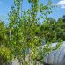 Breza himalájska (Betula utilis) ´JACQUEMONTII´, výška 200-250 cm, kont. C20L (-24°C) 