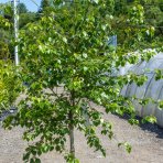 Breza previsnutá ( Betula pendula ) ´MAGICAL GLOBE ´ výška: 120-150 cm, obvod kmeňa: 6/8 cm, kont. C20L - NA KMIENKU