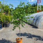 Breza previsnutá ( Betula pendula ) ´MAGICAL GLOBE ´ výška: 120-150 cm, obvod kmeňa: 6/8 cm, kont. C20L - NA KMIENKU