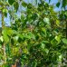 Breza previsnutá ( Betula pendula ) ´MAGICAL GLOBE ´ výška: 120-150 cm, obvod kmeňa: 6/8 cm, kont. C20L - NA KMIENKU