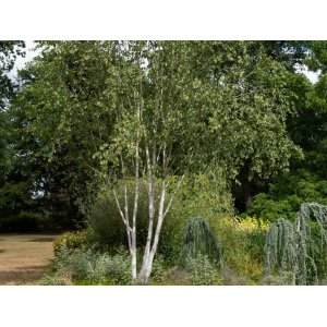 Breza himalájska (Betula utilis) ´JACQUEMONTII´ - výška 200-250 cm, kont. C30L - VIACKMENNÁ