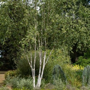 Breza himalájska (Betula utilis) ´JACQUEMONTII´, výška 200-250 cm, kont. C20L (-24°C) 