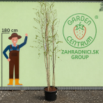 Breza himalájska (Betula utilis) ´JACQUEMONTII´ - výška 300-330 cm, kont. C25L - VIACKMENNÁ