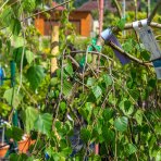 Breza previsnutá ( Betula pendula ) ´YOUNGII´ výška: 120-150 cm, obvod kmeňa: 8/10 cm, kont.C30L - NA KMIENKU