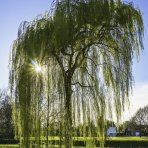 Breza previsnutá (Betula Alba pendula) ´YOUNGII´ - výška 200-250 cm, kont. C12L